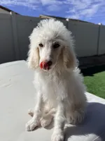 Bella, a female Poodle - Standard  for sale in Lancaster, CA – Photo 3 of 5