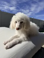 Bella, a female Poodle - Standard  for sale in Lancaster, CA – Photo 4 of 5