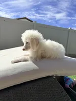 Bella, a female Poodle - Standard  for sale in Lancaster, CA – Photo 5 of 5