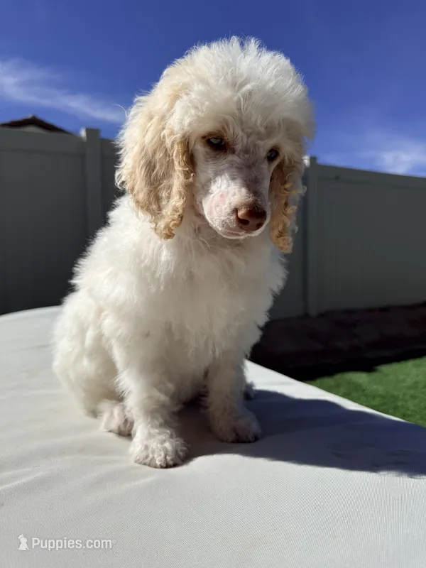 Snow White – Poodle - Standard  puppy for sale in Lancaster, CA