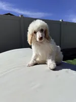 Snow White, a female Poodle - Standard  for sale in Lancaster, CA – Photo 5 of 6
