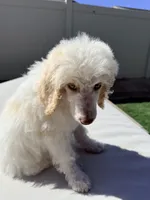 Snow White, a female Poodle - Standard  for sale in Lancaster, CA – Photo 3 of 6