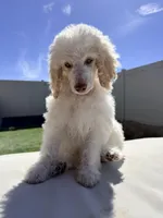Snow White, a female Poodle - Standard  for sale in Lancaster, CA – Photo 4 of 6