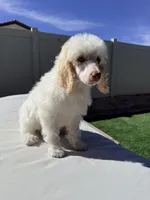 Snow White, a female Poodle - Standard  for sale in Lancaster, CA – Photo 6 of 6