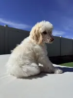Snow White, a female Poodle - Standard  for sale in Lancaster, CA – Photo 2 of 6
