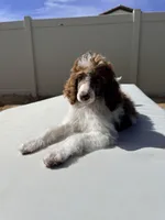 Elvis Jr, a male Poodle - Standard  for sale in Lancaster, CA – Photo 3 of 10