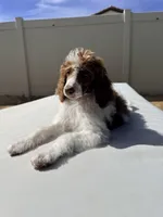 Elvis Jr, a male Poodle - Standard  for sale in Lancaster, CA – Photo 4 of 10