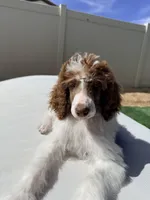 Elvis Jr, a male Poodle - Standard  for sale in Lancaster, CA – Photo 6 of 10
