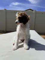 Elvis Jr, a male Poodle - Standard  for sale in Lancaster, CA – Photo 7 of 10