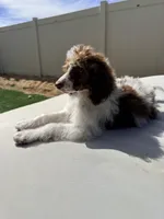 Elvis Jr, a male Poodle - Standard  for sale in Lancaster, CA – Photo 5 of 10