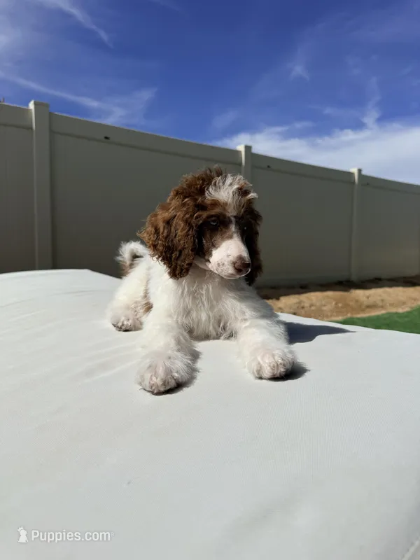 Elvis Jr – Poodle - Standard  puppy for sale in Lancaster, CA