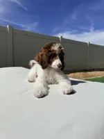 Elvis Jr, a male Poodle - Standard  for sale in Lancaster, CA – Photo 1 of 10