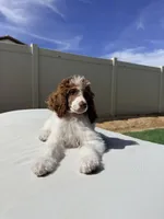 Elvis Jr, a male Poodle - Standard  for sale in Lancaster, CA – Photo 2 of 10