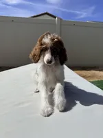 Elvis Jr, a male Poodle - Standard  for sale in Lancaster, CA – Photo 9 of 10