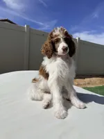 Elvis Jr, a male Poodle - Standard  for sale in Lancaster, CA – Photo 8 of 10