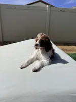 Elvis Jr, a male Poodle - Standard  for sale in Lancaster, CA – Photo 10 of 10