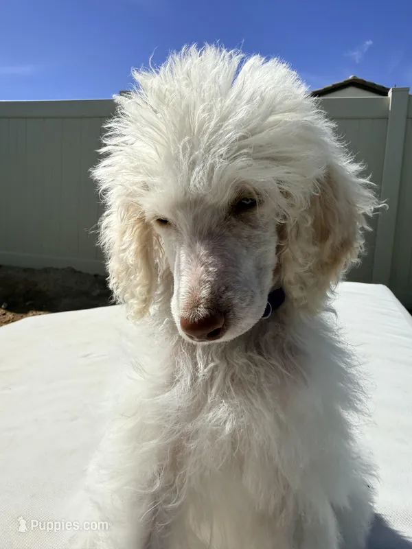Chip – Poodle - Standard  puppy for sale in Lancaster, CA