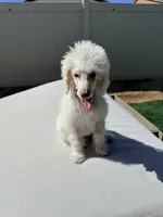 Chip, a male Poodle - Standard  for sale in Lancaster, CA – Photo 5 of 5