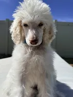 Chip, a male Poodle - Standard  for sale in Lancaster, CA – Photo 2 of 5