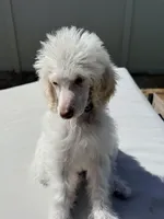 Chip, a male Poodle - Standard  for sale in Lancaster, CA – Photo 3 of 5