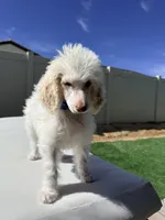 Chip, a male Poodle - Standard  for sale in Lancaster, CA – Photo 4 of 5