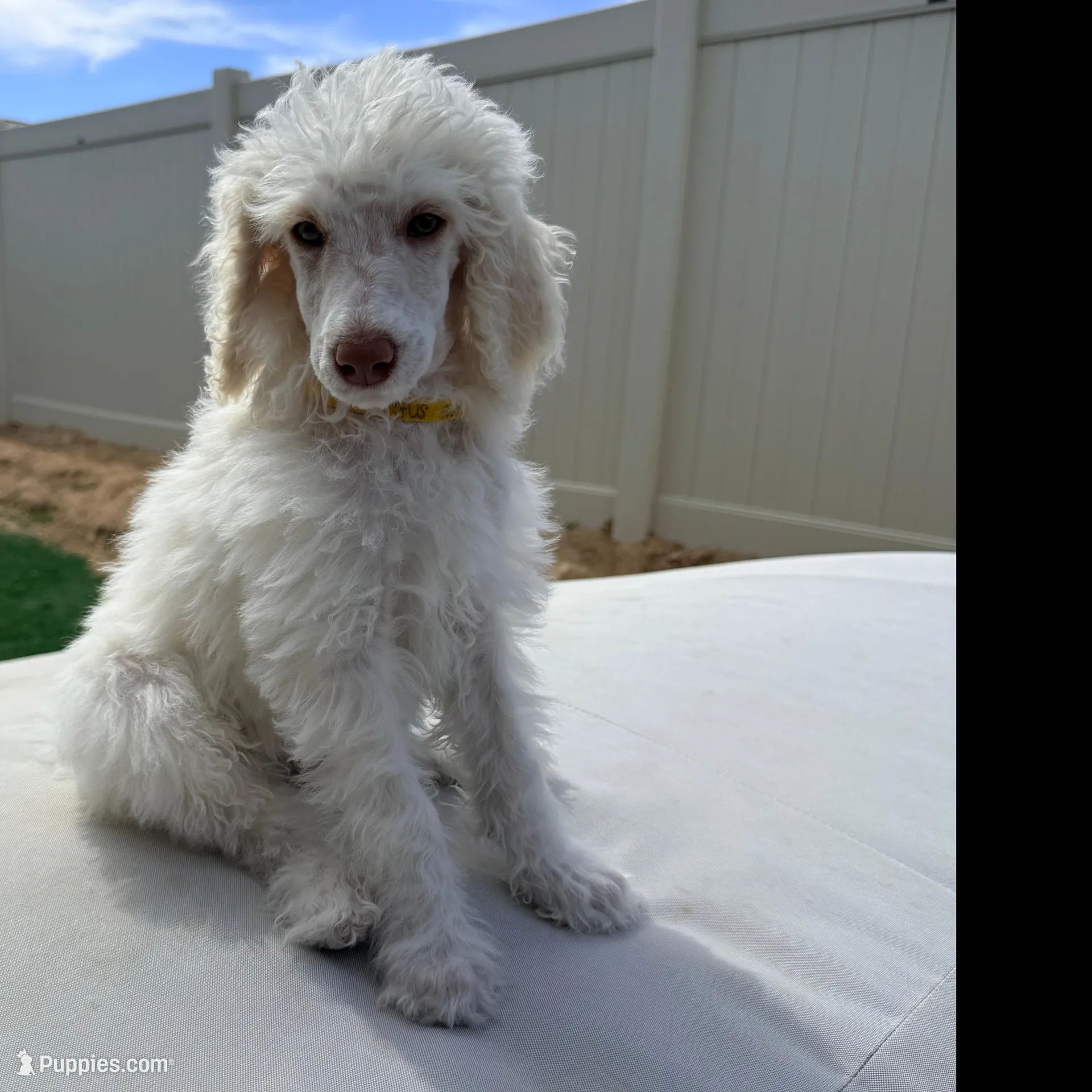 Gus Gus – Poodle - Standard  puppy for sale in Lancaster, CA
