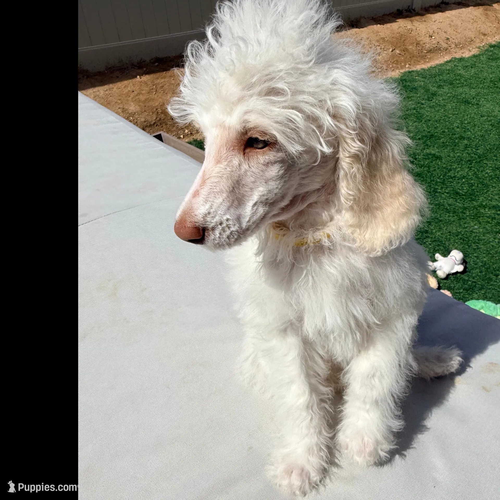 Gus Gus, a male Poodle - Standard  for sale in Lancaster, CA – Photo 4 of 5