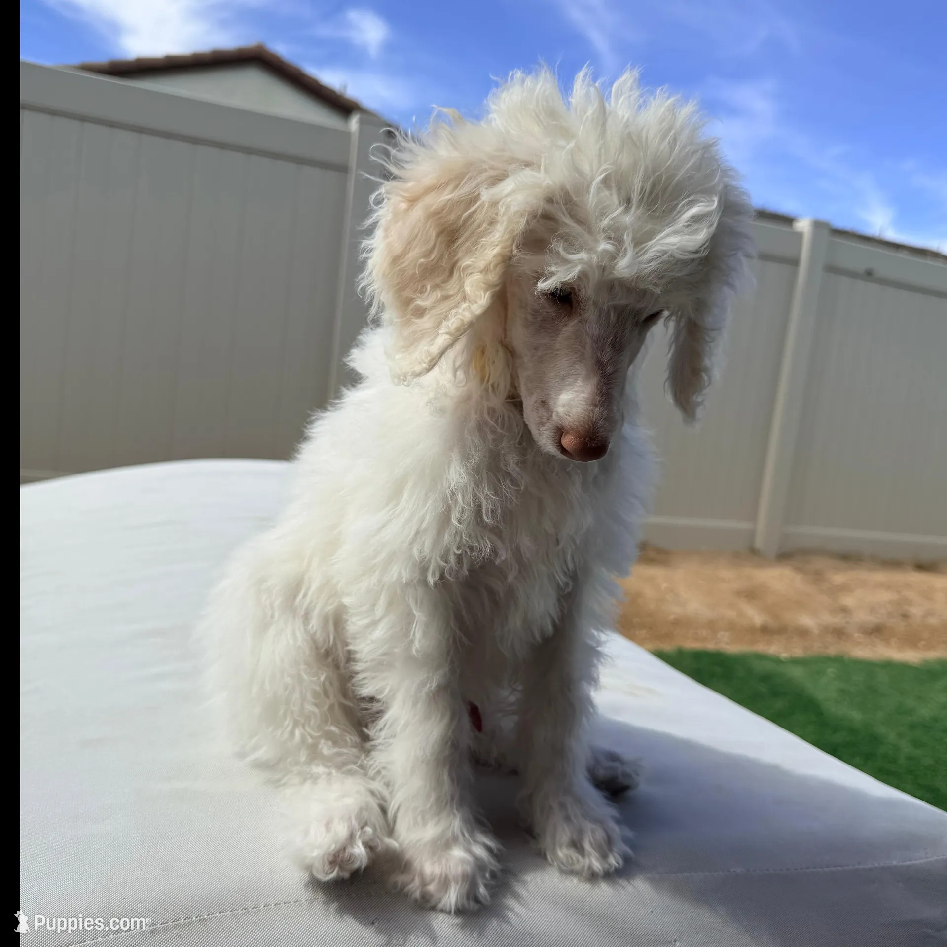 Gus Gus, a male Poodle - Standard  for sale in Lancaster, CA – Photo 5 of 5