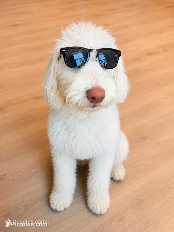 Gus Gus – Poodle - Standard  puppy for sale in Lancaster, CA