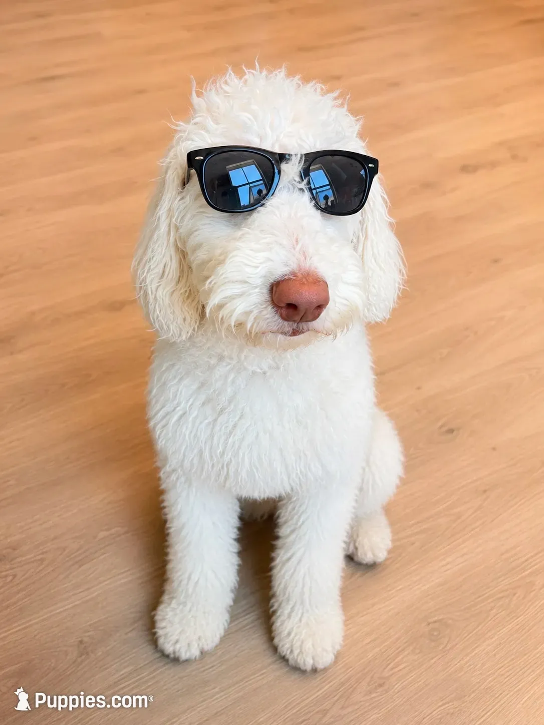 Gus Gus, a male Poodle - Standard  for sale in Lancaster, CA – 2 of 4