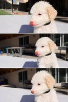 Jack, a male Poodle - Standard  for sale in Lancaster, CA – Photo 3 of 5