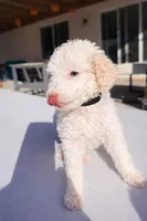 Jack, a male Poodle - Standard  for sale in Lancaster, CA – Photo 1 of 5