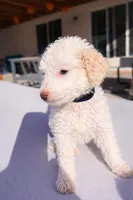 Jack, a male Poodle - Standard  for sale in Lancaster, CA – Photo 2 of 5