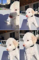 Jack, a male Poodle - Standard  for sale in Lancaster, CA – Photo 4 of 5