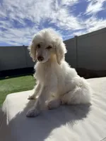 Brave, a female Poodle - Standard  for sale in Lancaster, CA – Photo 5 of 5
