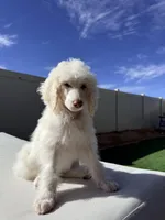 Brave, a female Poodle - Standard  for sale in Lancaster, CA – Photo 4 of 5