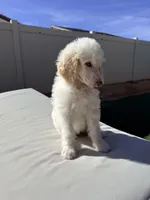 Brave, a female Poodle - Standard  for sale in Lancaster, CA – Photo 2 of 5