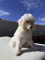 Brave, a female Poodle - Standard  for sale in Lancaster, CA – Photo 3 of 5