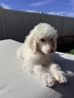 Brave, a female Poodle - Standard  for sale in Lancaster, CA – Photo 1 of 5