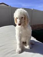 Jack, a male Poodle - Standard  for sale in Lancaster, CA – Photo 5 of 8