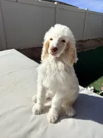 Jack, a male Poodle - Standard  for sale in Lancaster, CA – Photo 2 of 8