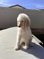 Jack, a male Poodle - Standard  for sale in Lancaster, CA – Photo 6 of 8