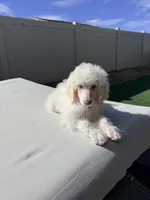 Jack, a male Poodle - Standard  for sale in Lancaster, CA – Photo 8 of 8