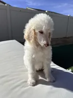 Jack, a male Poodle - Standard  for sale in Lancaster, CA – Photo 3 of 8