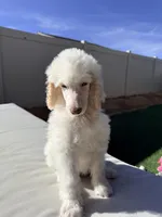 Jack, a male Poodle - Standard  for sale in Lancaster, CA – Photo 4 of 8