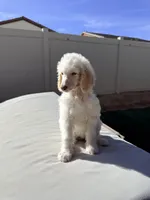 Jack, a male Poodle - Standard  for sale in Lancaster, CA – Photo 7 of 8