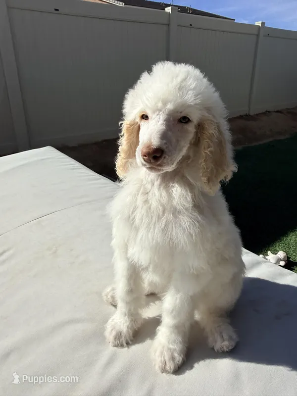 Jack – Poodle - Standard  puppy for sale in Lancaster, CA