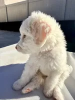 Bella, a female Poodle - Standard  for sale in Lancaster, CA – Photo 2 of 3