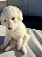 Bella, a female Poodle - Standard  for sale in Lancaster, CA – Photo 1 of 3