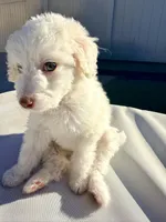 Bella, a female Poodle - Standard  for sale in Lancaster, CA – Photo 3 of 3